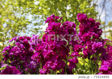 赤紫色のストックの花の写真素材