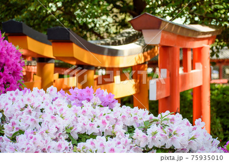 鳥居とつつじ 鳥居とつつじ 75935010
