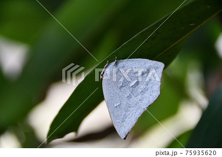 葉裏で越冬するウラギンシジミ 75935620