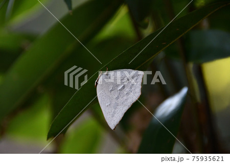 葉裏で越冬するウラギンシジミ 75935621