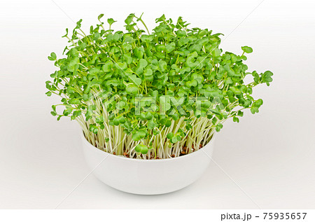 Daikon radish, microgreens in a white bowl. Fresh and ready to eat, sprouted Japanese radish. Green shoots, seedlings, young plants and leaves of true daikon, Raphanus sativus. Close up, food photo. 75935657