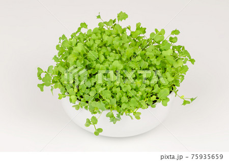 Kale microgreens in a white bowl. Growing green shoots of leaf cabbage, seedlings and young plants. Ready to eat, sprouted curly leaf kale,  Brassica oleracea var. sabellica. Close up, food photo. 75935659