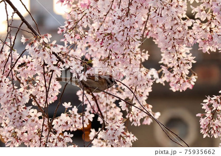 桜と一羽の雀 75935662
