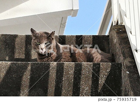 鋭い目つきで縄張りの見張りをするサクラ耳のボス猫の写真素材