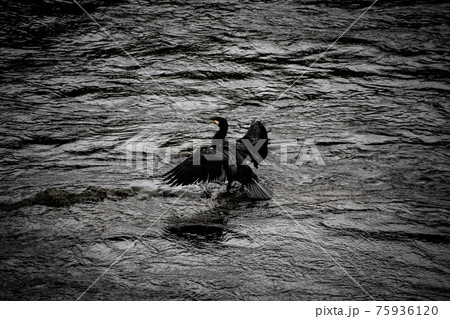 川で翼をひろげる黒鳥 75936120
