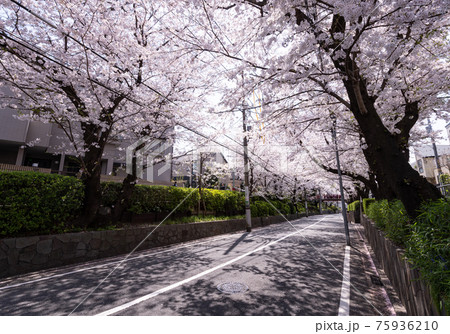 桜（Sakura、さくら、）桜坂にて 75936210