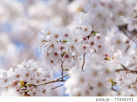 桜（Sakura、さくら、）桜坂にて 75936245