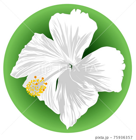 Image of a hibiscus white flower on green background Image of a hibiscus white flower on green background 75936357