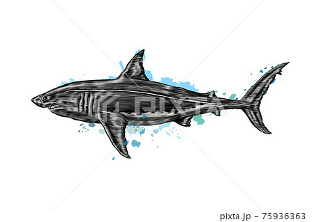 Great white shark from a splash of watercolor, colored drawing, realistic 75936363
