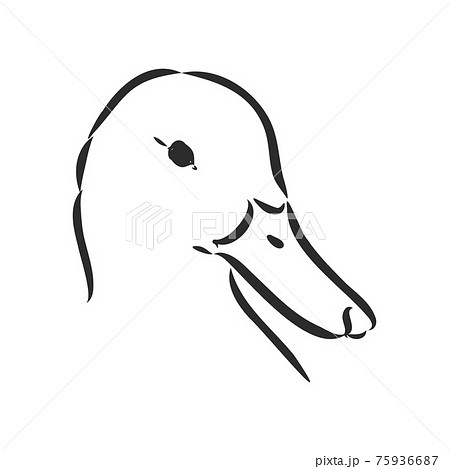 duck sketch vector illustration,isolated on white background,animals top view 75936687