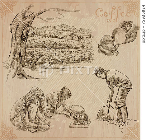 Coffee harvesting and processing. Agriculture. An hand drawn vector illustration. 75936924