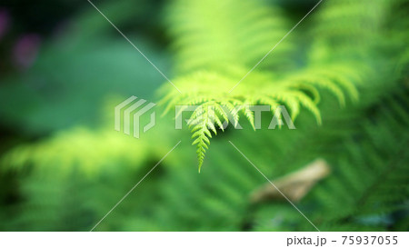 Close up fern forest with beautiful river and mossy forest background tropical lush nature 75937055