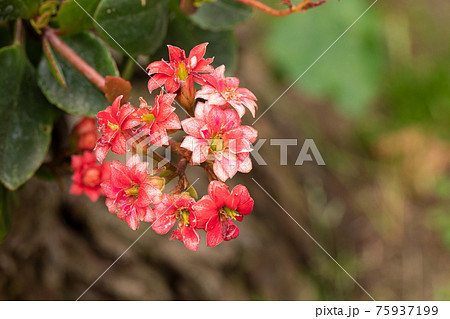 Kalanchoe house plant Kalanchoe house plant 75937199