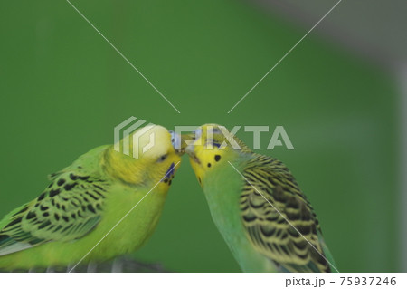 小鳥のキスの写真素材