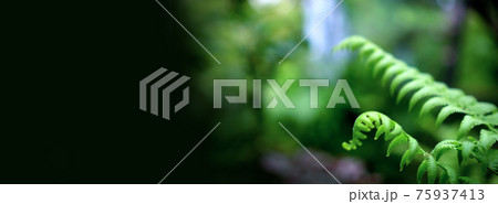 Fern forest tropical jungle close-up green lush waterfall background banner Fern forest tropical jungle close-up green lush waterfall background banner 75937413