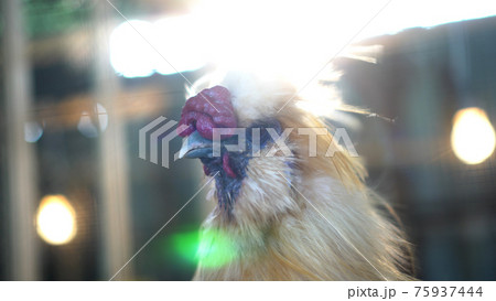 Cool animal Silkie chicken head close up backlit morning sun 75937444