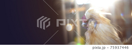 Cool animal Silkie chicken head close up backlit morning sun banner with copy space 75937446