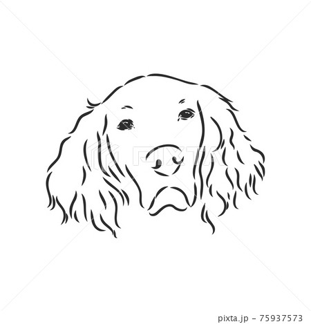 Dog Hand Drawn. English setter. Vector illustration isolated 75937573