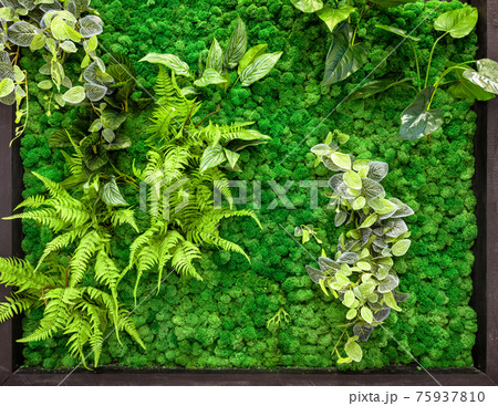 Vertical garden detail, green plants wall in office or home interior 75937810