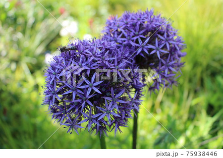 イギリスの公園に咲く丸い紫の花 2 の写真素材