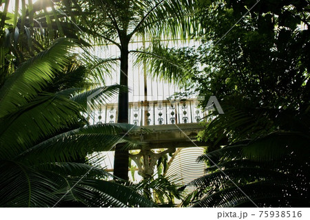 イギリスの植物園 キューガーデン の温室植物の写真素材