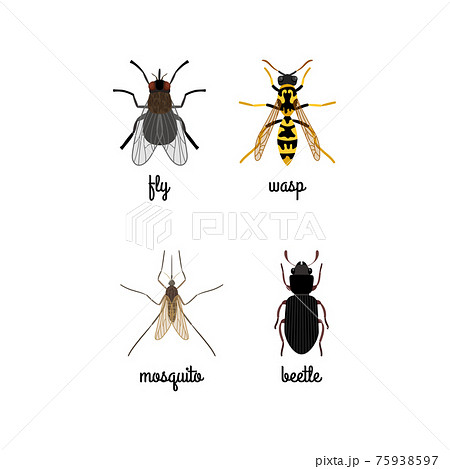 Colorful Insects Icons Set With Namesのイラスト素材