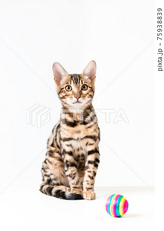 Cute bengal kitten sitting on white background with toy ball 75938839
