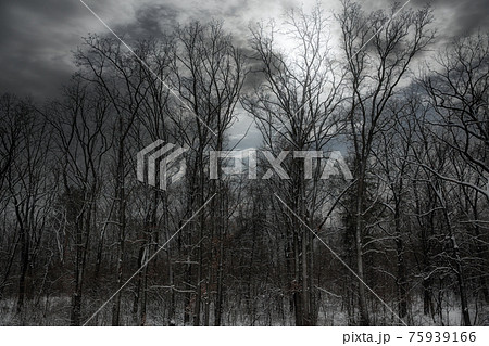 gloomy forest winter landscape at dusk gloomy forest winter landscape at dusk 75939166