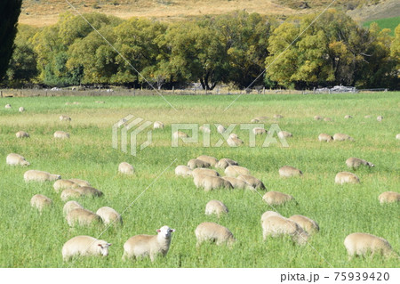 ニュージーランドの羊の牧場の写真素材