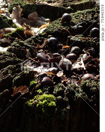 春のムドンの森 75940359