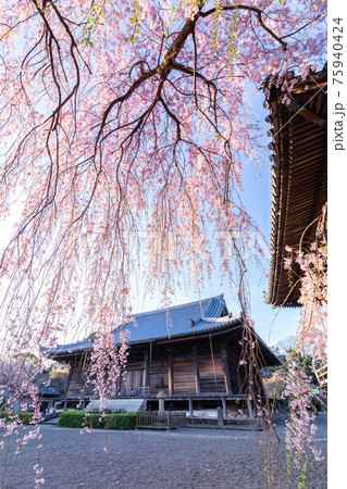道成寺の枝垂れ桜 道成寺の枝垂れ桜 75940424