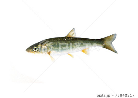 ウグイ　白バック 75940517