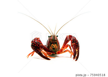 ザリガニ　白バック 75940518