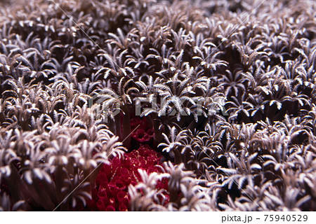 サンゴのポリプ　サンゴのポリプのアップ　クダサンゴ 75940529