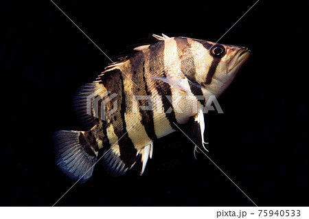 ダトニオプラスワン 最終値下げ