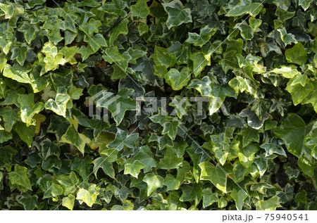いちめんの葉っぱ　へデラ　アイビー 75940541