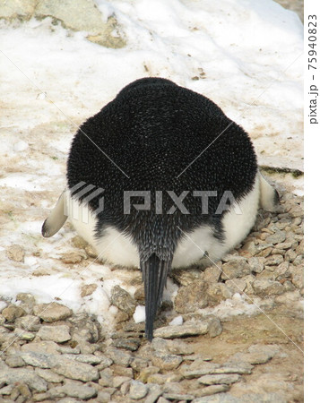 ペンギン饅頭 ペンギン饅頭 75940823