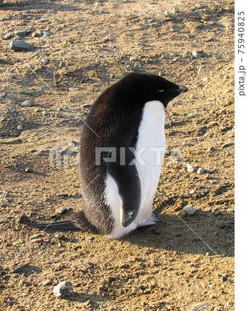 立って寝るアデリーペンギン 立って寝るアデリーペンギン 75940825