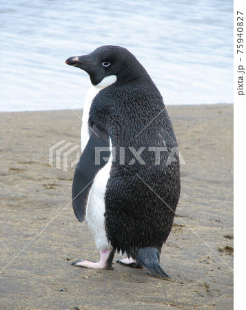 砂浜のアデリーペンギン 75940827