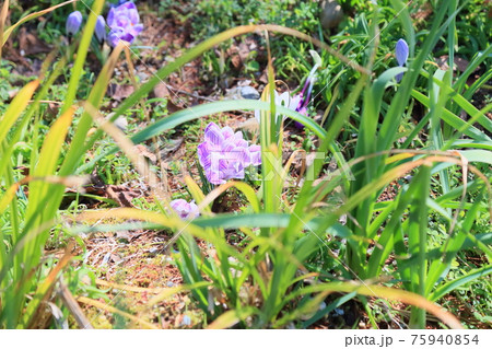 クロッカスの花 クロッカスの花 75940854