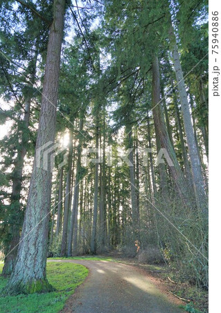 ベイマツ ベイマツ 75940886