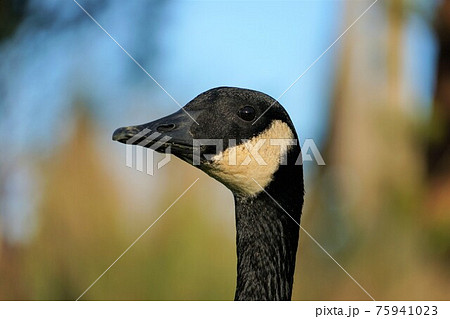 カナダガン 75941023