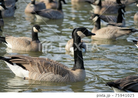 カナダガン 75941025