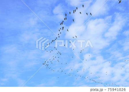 カナダガン カナダガン 75941026