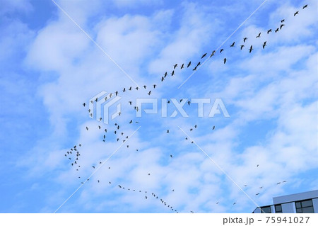 カナダガン カナダガン 75941027