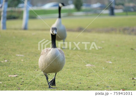 カナダガン 75941031