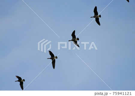 シジュウカラガンの群れ シジュウカラガンの群れ 75941121