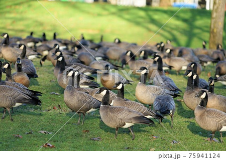 シジュウカラガンの群れ シジュウカラガンの群れ 75941124