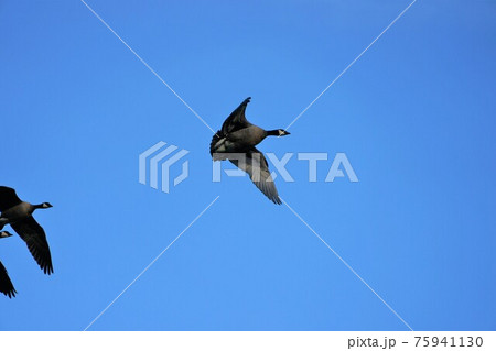 シジュウカラガン 75941130