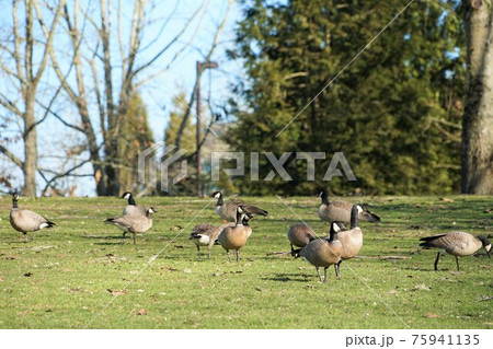 シジュウカラガンの群れ 75941135